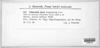 Image of Tuburcinia junci